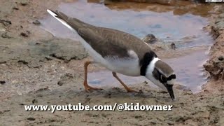 Migratory Male LITTLE RINGED PLOVER in breeding plumage Singapore [upl. by Hew]