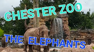 The Elephants At Chester Zoo [upl. by Annairb]