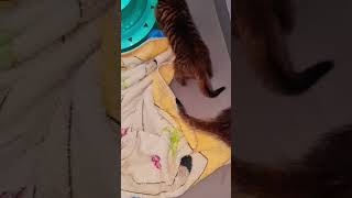 cat toyger тойгер кот счастье toygercat котята [upl. by Barboza]