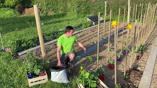 Les cucurbitacées courges  plantation entretien et conseils de culture [upl. by Ahsertal]