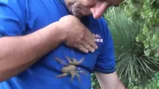 Handling one of the most dangerous tarantulas [upl. by Isaac]