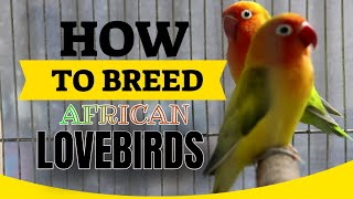 African Lovebird Breeding Tips  How To Breed African Lovebirds  Easy amp Simple Way [upl. by Araet907]