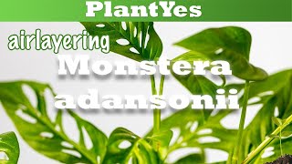 How to airlayer a Monkey Mask 🐵 Monstera adansonii🌱 [upl. by Aihsilat]