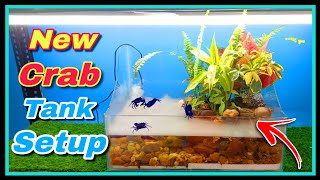 I Made a Paludarium for Crabs 🦀 🦀  Small Forest ECOSYSTEM for Purple Crab [upl. by Sillig544]