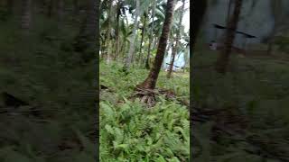 Ang gandang pagmasdan ng kapaligaran maraming puno shorts viralvideo trending coconuttree [upl. by Cianca425]