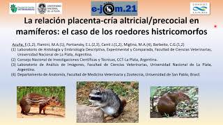 Acuña et al  La relación placentacría altricialprecocial en los roedores histricomorfos [upl. by Hyacinthia840]