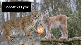 Bobcat Vs Lynx  Learn the Difference [upl. by Aerdnak]