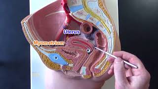 Female Reproductive System Model [upl. by Torrey]