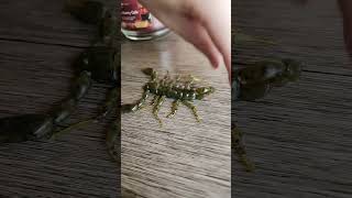 This is what you do with scorpion Try stinging you [upl. by Rimat]