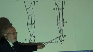 Anatomy of lower limb 55  Dermatomes and myotomes of lower limb   by Dr Wahdan [upl. by Neetsyrk]