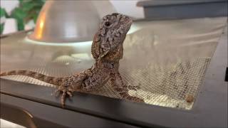 Que compre en Animalia Nuevo reptil Clamidosaurio bebe frilled dragon Chlamydosaurus kingii [upl. by Alamap571]