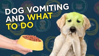 Dog Vomiting and What to Do [upl. by Darda552]