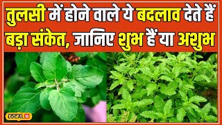 Tulsi Plant Vastu Tips घर में लगी तुलसी देती है शुभअशुभ के संकेत इन बातों का रखें ध्यान local18 [upl. by Ainyt]