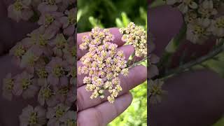 Container Gardening  How to Grow Yarrow details in the description [upl. by Adleremse51]