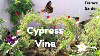 Cypress Vine How to Grow and Care for Cypress Vine Star Glory Hummingbird PlantTERRACE GARDEN [upl. by Esoranna205]