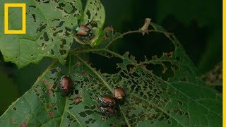 Especies invasoras 101  National Geographic en Español [upl. by Glynnis]