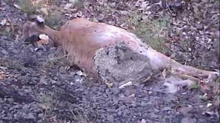 Maggots Eating Deer  CTnaturalist Archives [upl. by Darmit]