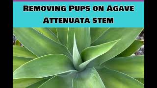 ⏰Quick Easy Guide Propagating by Removing Pups on an Agave Attenuata AKA Foxtail Agave Swans Neck [upl. by Enilraep]