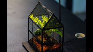 build a spider terrarium with boston fern [upl. by Leda]