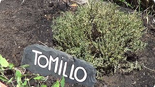 Como Y Porque Plantar Tomillo En El Huerto  La Huertina De Toni [upl. by Aikimat]