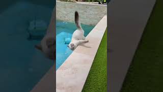 Funny Pets  2024😂 Funny Dogs And Funny Cats Videos 🐱 🐕 😄 128 [upl. by Apps]