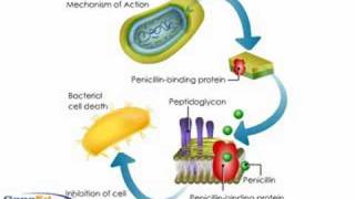 Penicllin mechanism of action [upl. by Aierdna]