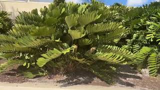 Cardboard Plant In The Cycad FamilyLarge Palms and Trees Planted and Guaranteed [upl. by Nairrot652]