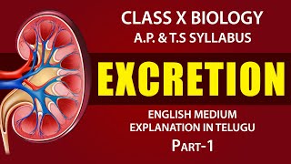 Excretion  Human excretory system Explanation in telugu  class 10th biology  Ap amp TS syllabus [upl. by Vowel423]