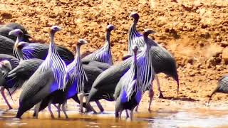 Vulturine Guinea fowl by the River [upl. by Dwane]