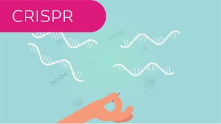 CRISPR in 4 Minuten erklärt [upl. by Mears]