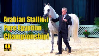 Scottsdale Arabian Horse Show Egyptian Sr Stallion Championship [upl. by Eekcaj]