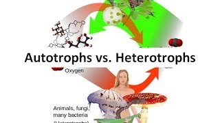 Autotrophs vs Heterotrophs [upl. by Avevoneg]