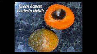 Green Sapote Pouteria viridis Tasting Florida Tropical Fruit [upl. by Diandra]