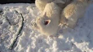 Westies playing in the snow [upl. by Carlee552]