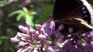 Mourning Cloak Butterfly Nymphalidae Nymphalis antipoda Feeding [upl. by Nared77]