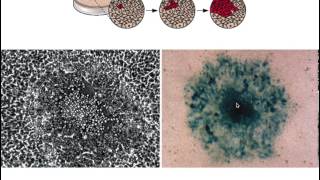 Assay of viral infectivity [upl. by Enahs865]