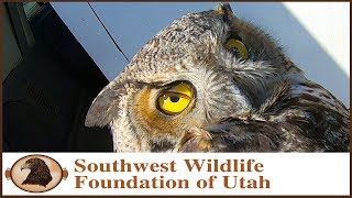 Rescue of Great Horned Owl [upl. by Lauretta]