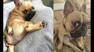 Funny and Cute French Bulldog Puppies Compilation 2  Cutest French Bulldog [upl. by Haimes]