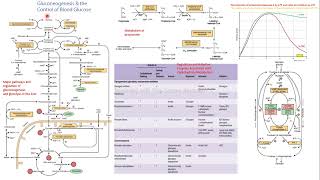 gluconeogénesis glucólisis bioquímica Harper 1 [upl. by Olocin388]