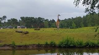 208 Safari park de beekse bergen 5 giraf [upl. by Ecnesse]