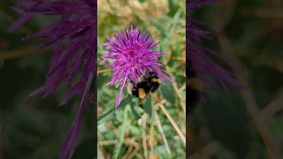 Greater Knapweed amp bumblebee flowers insects [upl. by Casavant157]