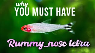 Rummy Nose Tetra The Stunning Schooling Fish for Your Aquarium [upl. by Eelyme100]