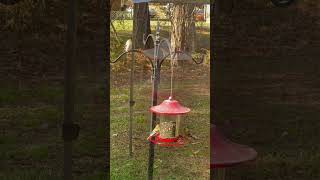 GOLDFINCH BIRDS AT MY FEEDER IN DECEMBER [upl. by Eenert]