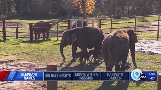 Names unveiled for win elephant babies at Rosamond Gifford Zoo [upl. by Eisdnil]