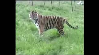 Tiger Stalks Snake [upl. by Wendi980]