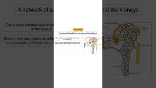 VASA RECTA KIDNEYS COUNTERCURRENT MULTIPLIER renal kidney physiology blood science [upl. by Nnylidnarb]