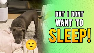 Puppy Bedtime Stories An English Staffordshire Bull Terriers Nightly Routine [upl. by Gibb652]