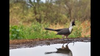 Stunning Barefaced Goaway bird [upl. by Alrak392]