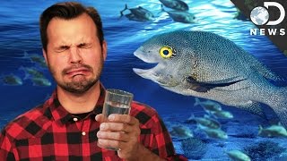 Why Fish Can Drink Salt Water And We Can’t [upl. by Quartana]