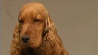 The Cocker Spaniel  Pet Dog Documentary [upl. by Bea912]